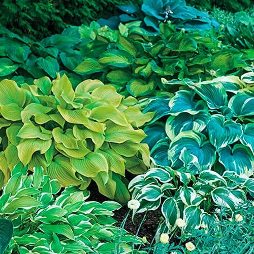 Hosta Mix 10 st - Flower World